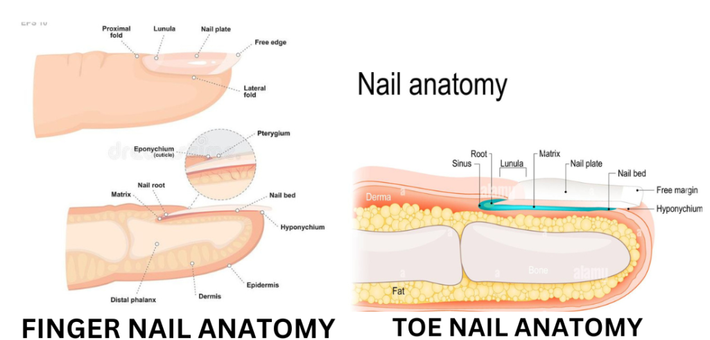 stucture of nails